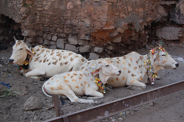 cows, india, diwali, sacred cows