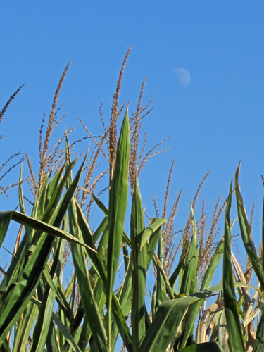 corn, moon, "corn maze"