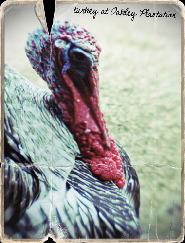 "photo of turkey taken at Oakley Plantation, St. Francisville, Louisiana"