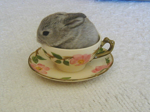 "photograph of a bunny in a teacup"