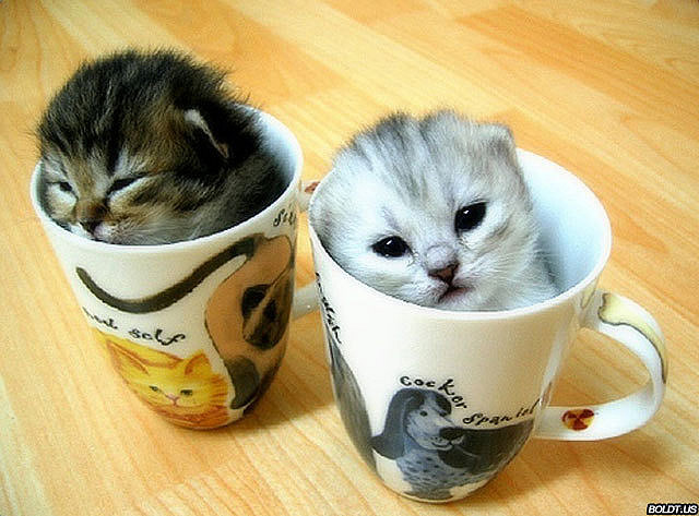 "photograph of kittes in coffee mugs"