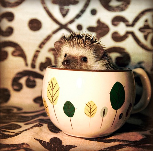 "photograph of a hedgehog in a teacup"