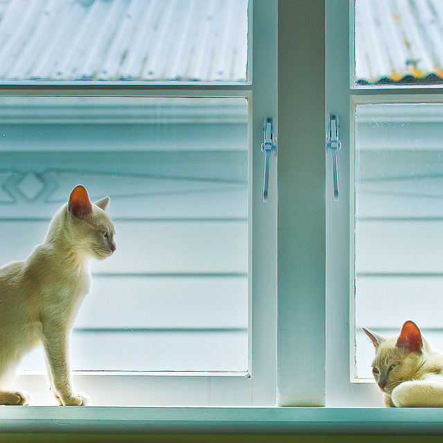 "photo of two siamese cats sitting in a window"