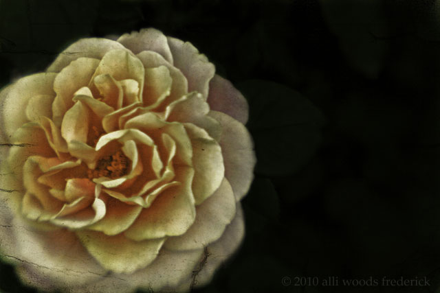 "fine art photo of rose by alli woods frederick"