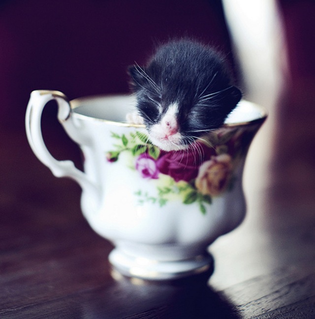 small things in teacups
