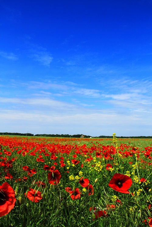 poppies