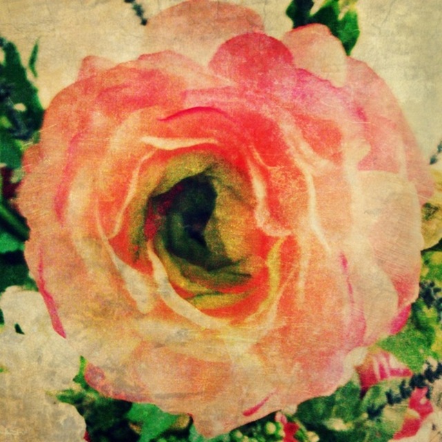 study of a rose by alli woods frederick
