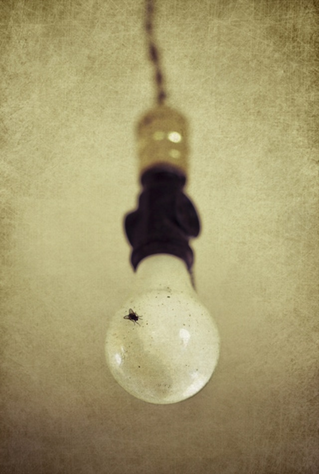 lightbulb with fly