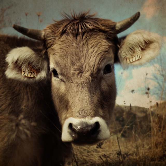 Photos That Moo-ve Me: Cute Cows - Kisses & Chaos