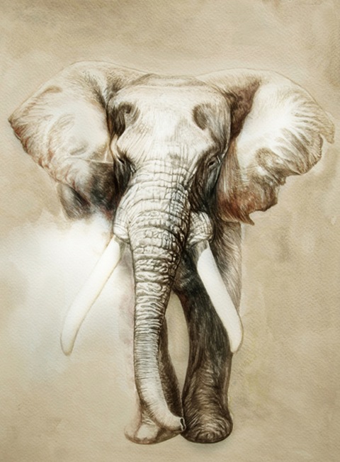 elephant