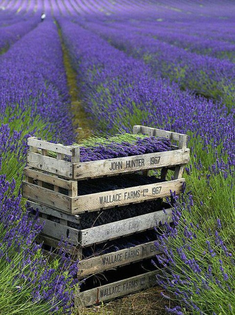 Five Ways to Use Lavender