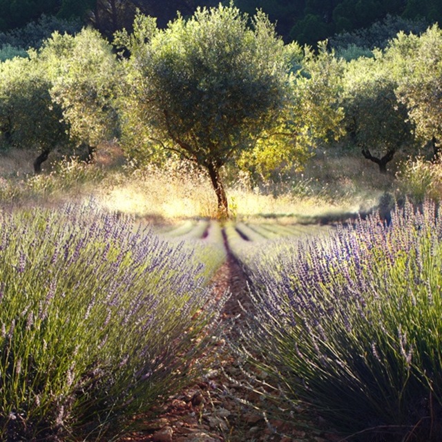 Five Ways to Use Lavender