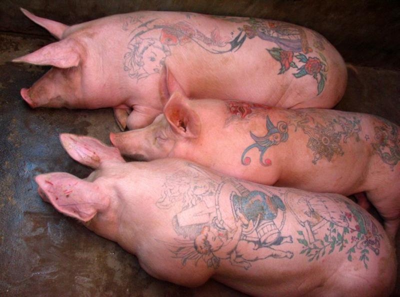 tattoo pigs. tattoo-pigs. 