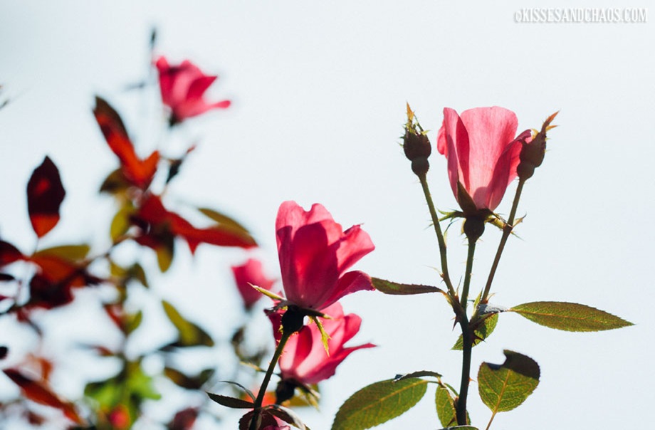 DIY Rosewater